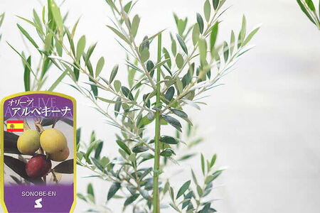 【3鉢セット】オリーブの木 品種：アルベキーナ6号鉢 シンボルツリー_FC11 観葉植物 オリーブ 苗木 ※北海道・沖縄・離島への配送不可