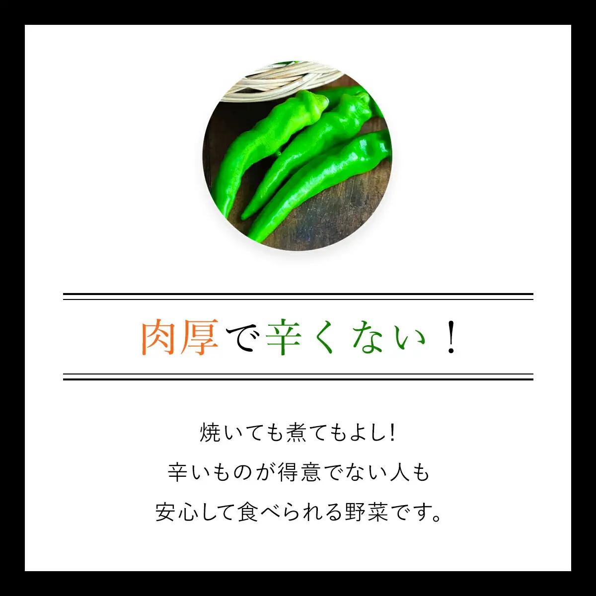 ＜先行予約！2026年6月上旬以降順次発送予定＞万願寺とうがらし(1kg) 京野菜 野菜 旬の野菜 万願寺とうがらし 伝統野菜 京都 【fc-DB007】【夜久野 清雫】