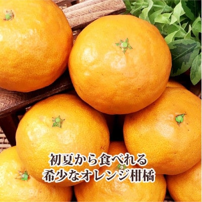 2026年4月発送開始　甘みが強くて濃厚!初夏のみかん「なつみ」4キロ【C39−35】【配送不可地域：離島】【1280608】