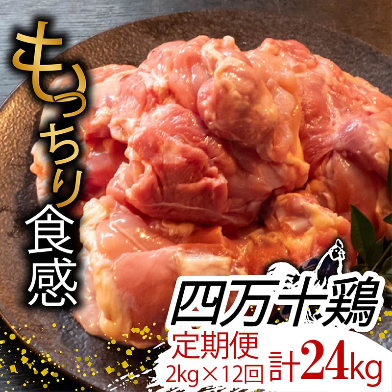 【定期12回】銘柄鶏 四万十鶏 もも肉 計24kg【2kg×12ヶ月連続お届け】 Uコース