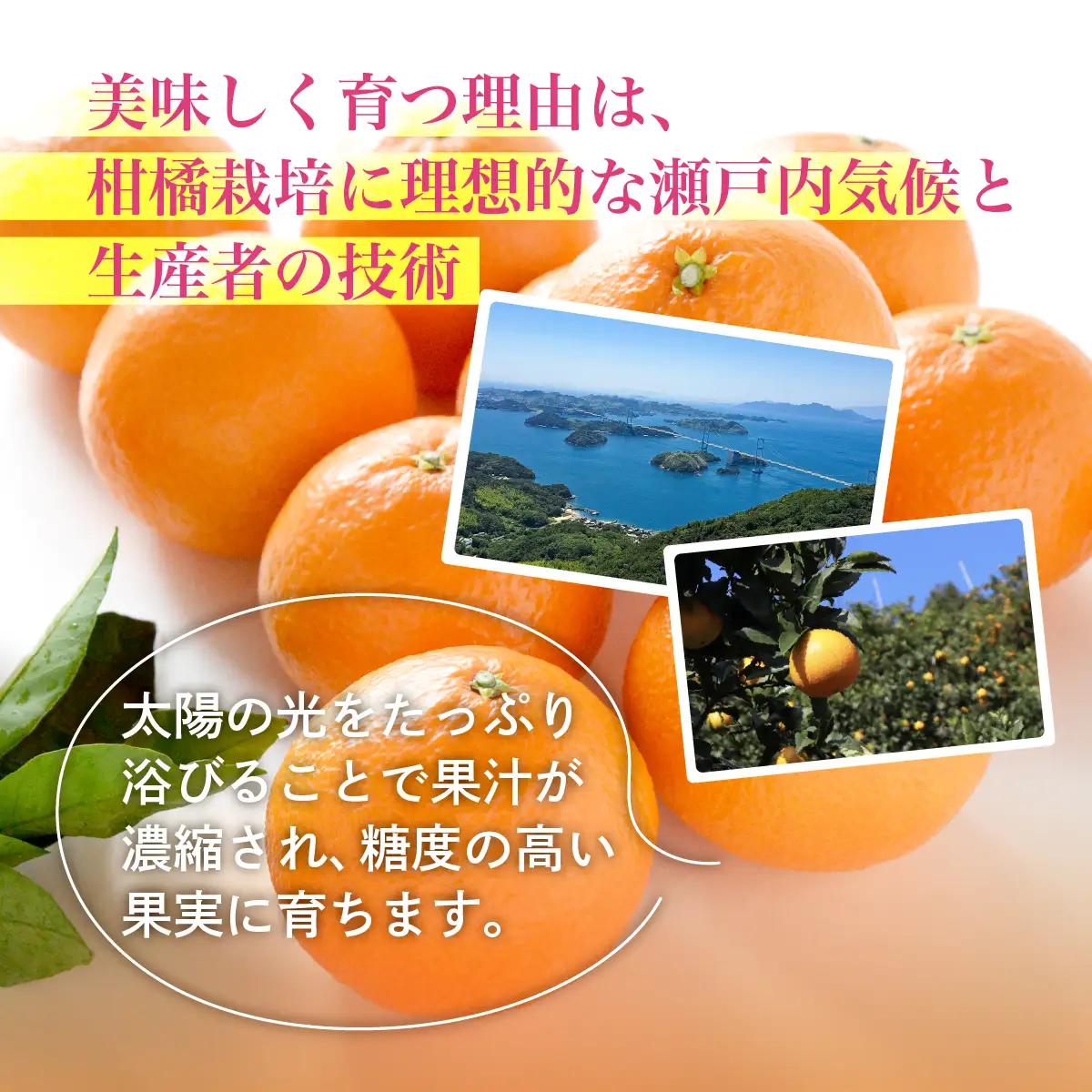 みかん【先行受付】紅まどんな 化粧箱 3L～L 10～15玉
