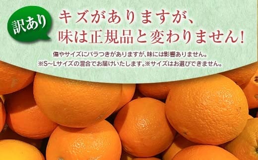 訳あり 数量限定 津之輝 計3kg以上 果物 フルーツ くだもの みかん 柑橘 先行予約 2025年 期間限定 デザート おやつ ジュース フルーツサンド おすすめ 国産 食品 ご家庭用 ご褒美 お祝