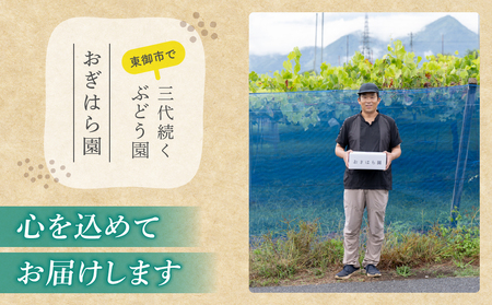 【2026年先行受付】農家直送！贈答用ぶどう詰め合わせセット ３kg（6〜10房）｜おぎはら園（シャインマスカット、種なし巨峰、ナガノパープル 、クイーンニーナ、クイーンルージュ®など）　※2026年