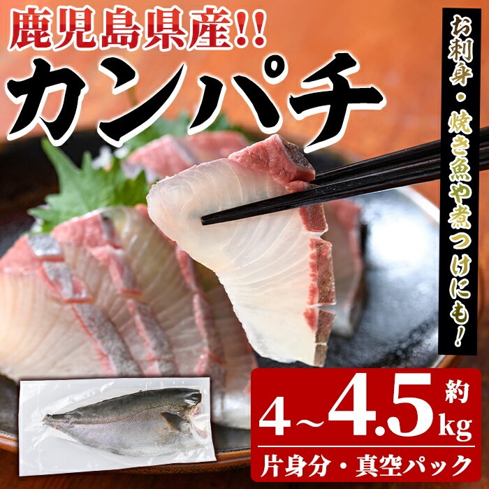 鮮度抜群！鹿児島県産カンパチ(片身分・4～4.5kg) 国産 刺身 鹿児島産 魚貝 魚介 海産物 刺身 かんぱち カンパチ 焼き魚 煮つけ【さるがく水産】a-40-11