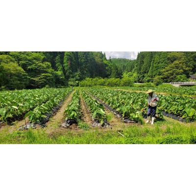 ふるさと納税 能登町 能登町産里芋 1.5kg |  | 03