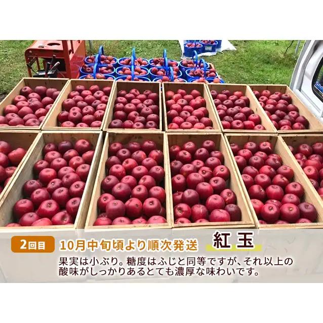 りんご 3種 サンつがる 紅玉 サンふじ 訳あり りんご【約5kg 14〜18玉】【定期便3ヶ月】