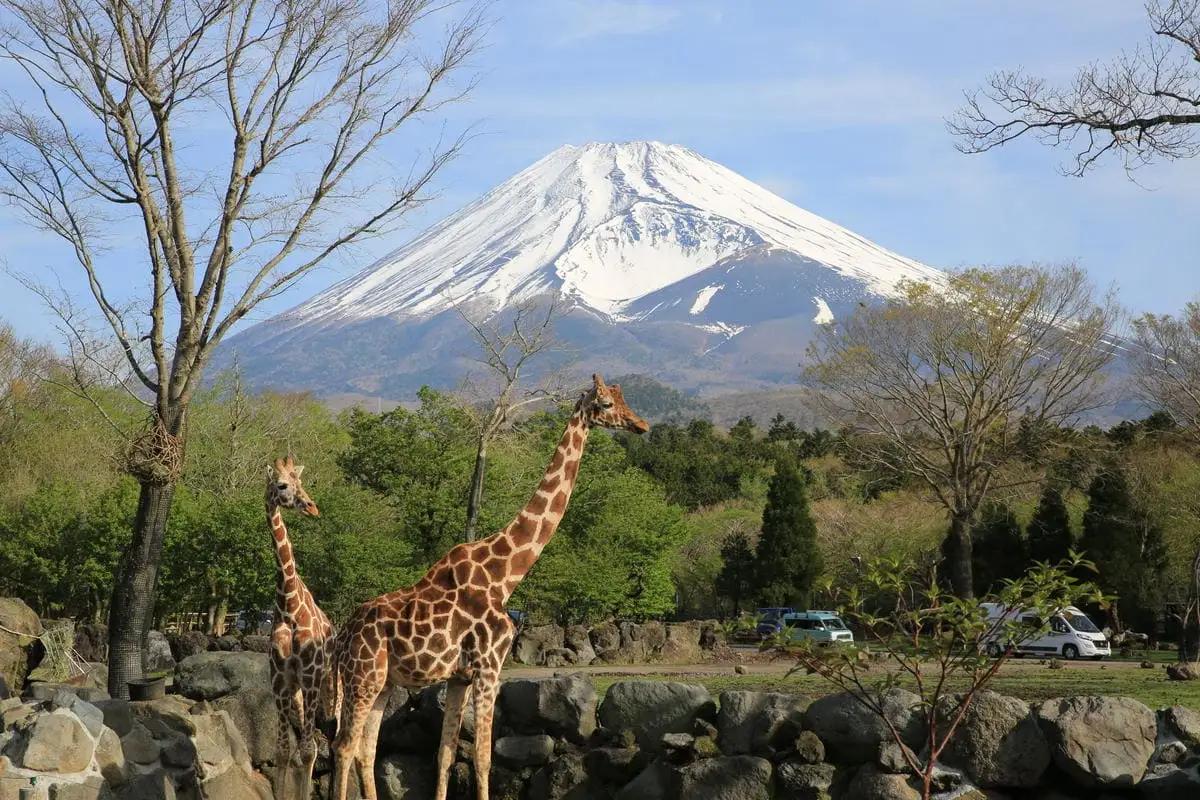 動物園 静岡 富士サファリパーク 大人 2枚 入場券 ペア ペアチケット サファリパーク 動物 子供 家族 お出かけ チケット 券 ギフト券 体験チケット ギフト プレゼント 贈答 贈答品 贈り物 旅