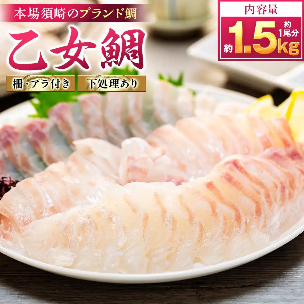 【 鯛 】 乙女鯛 フィーレ 1.5kg