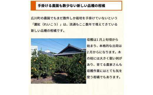 ▼和歌山県有田産【香り高い柑橘】麗紅 約2kg (訳あり) ※2025年2月中旬頃～3月下旬頃順次発送 【krw012-c-2】