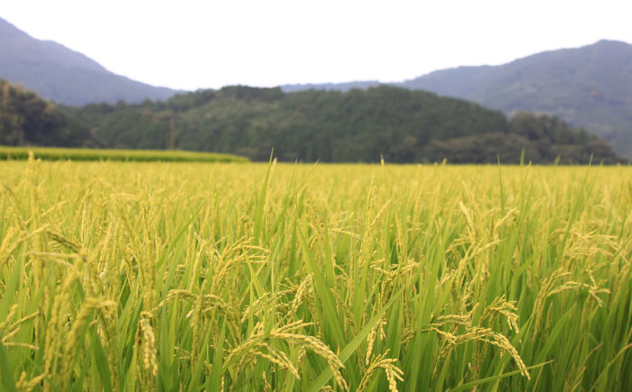 【令和7年度産 新米！】福岡県産米 夢つくし30kg(5kgx6袋) 精米《築上町》【有限会社ファインリョーコク】 [ABCO030] 白米 米 お米 精米 新米 ゆめつくし ご飯 ごはん おこめ 弁