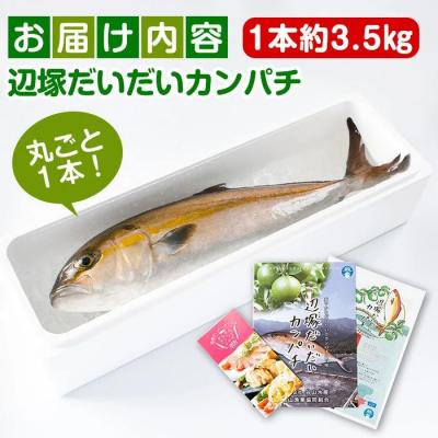 ふるさと納税 肝付町 産地直送!辺塚だいだいカンパチ(約3.5kg・1本) 　B08002 |  | 03