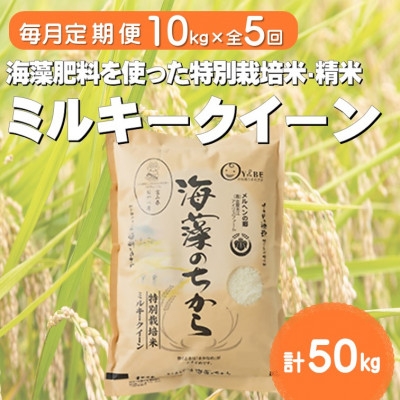 
                  ＜毎月定期便＞ミルキークイーン(海藻のちから)(精米)10kg全5回_お米 米 ミルキークイーン 国産 美味しい 定期便【4075148】
                