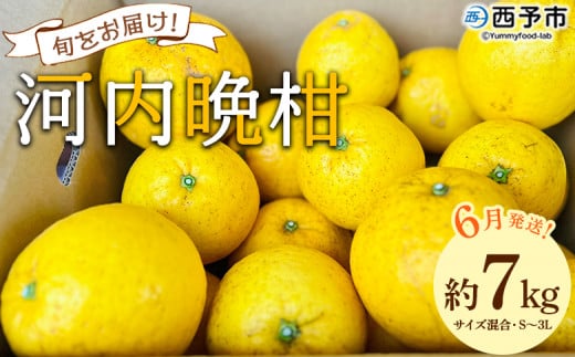 ＜《6月発送》旬をお届け！河内晩柑 約7kg＞ みかん ミカン 蜜柑 果物 柑橘類 果実 オレンジ フルーツ かわちばんかん カワチバンカン 15～20個前後 特産品 国産 明浜産 二ノ宮商事 愛媛県 西予市【常温】