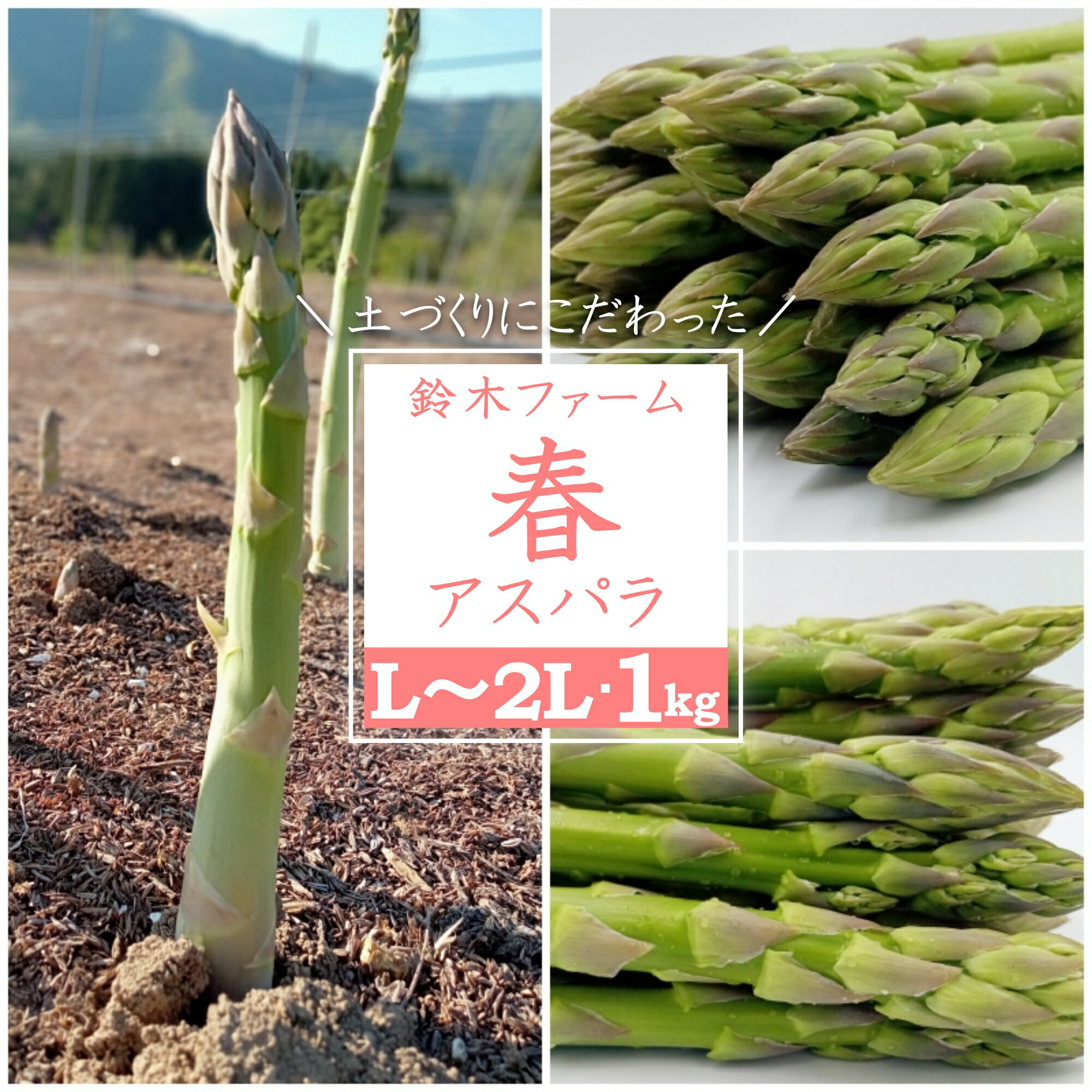 【ふるさと納税】鈴木・ファーム 自慢の 春 旬 アスパラ 1kg ＼ 太い ＆ 甘い L〜2L サイズ ／こだわりの『根づくり』で 栄養 と 甘み が 凝縮された おいしい アスパラガス は 炒め物 や サラダ 天ぷら など 様々な お料理 で活躍！ 【2026年5月発送分先行受付】_H116(R8)