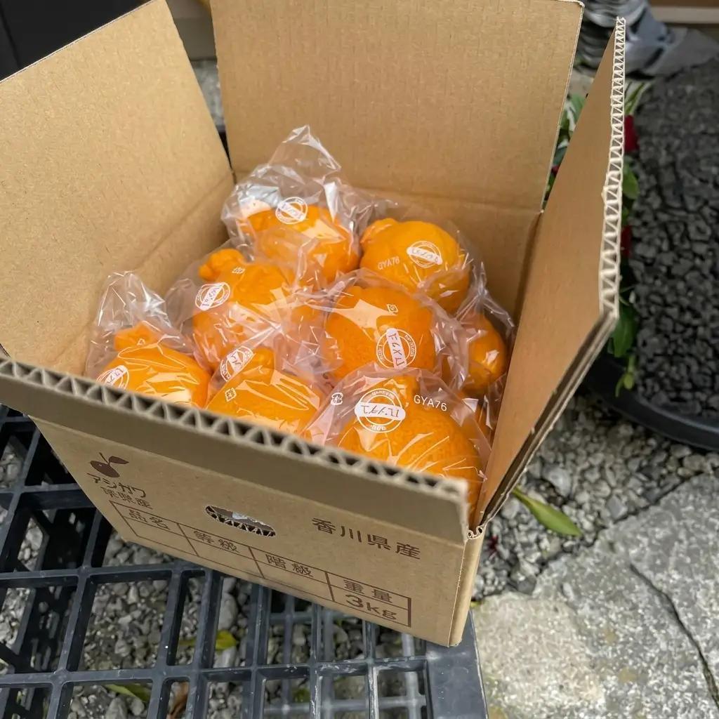 不知火 低温貯蔵 ハウス 柑橘 不知火【約3kg】【先行予約】
