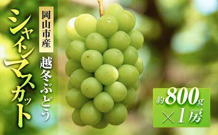 五果苑 越冬ぶどう シャインマスカット 1房（1房約800g） | フルーツ 果物 くだもの シャインマスカット マスカット 岡山県産 国産 ギフト 贈答用 プレゼント 贈り物 フルーツ 果物 くだもの