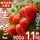 【ふるさと納税】 ＜先行予約受付中！容量選べる！＞鹿児島県産生いちご！さがほのか(計約900g/約1.1kg) 国産 九州産 いちご 苺 イチゴ フルーツ 果物 果実 楽天限定【片平観光農園】