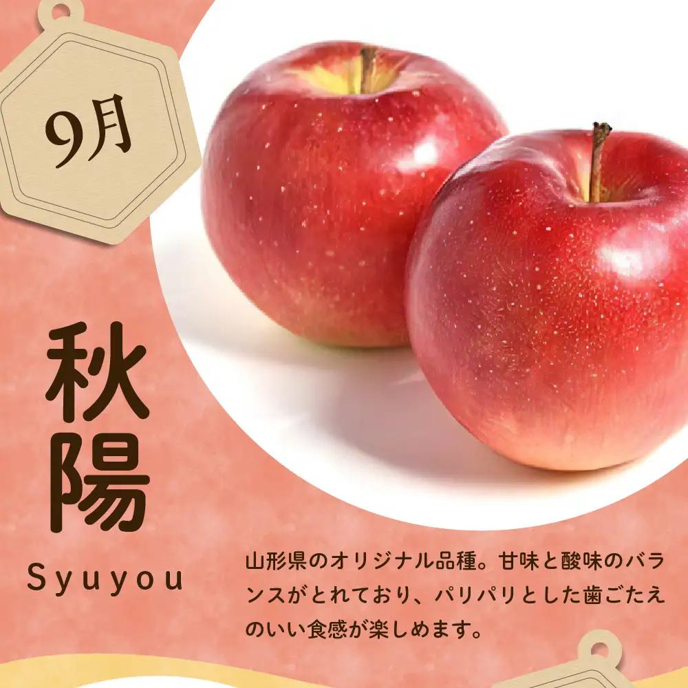 【先行予約】 定期便 令和8年産 りんごの定期便 全4回 約8kg 山形 りんご