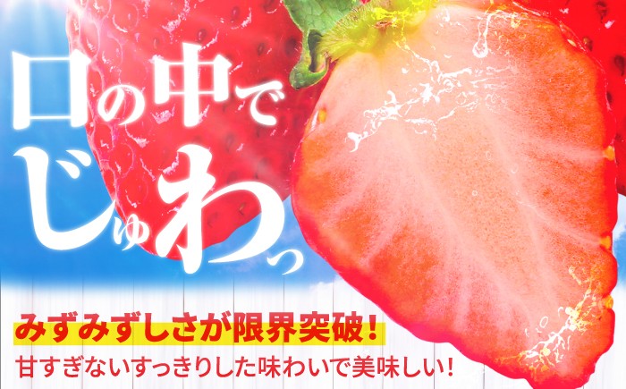 佐賀県産 いちごさん いちご イチゴ 苺