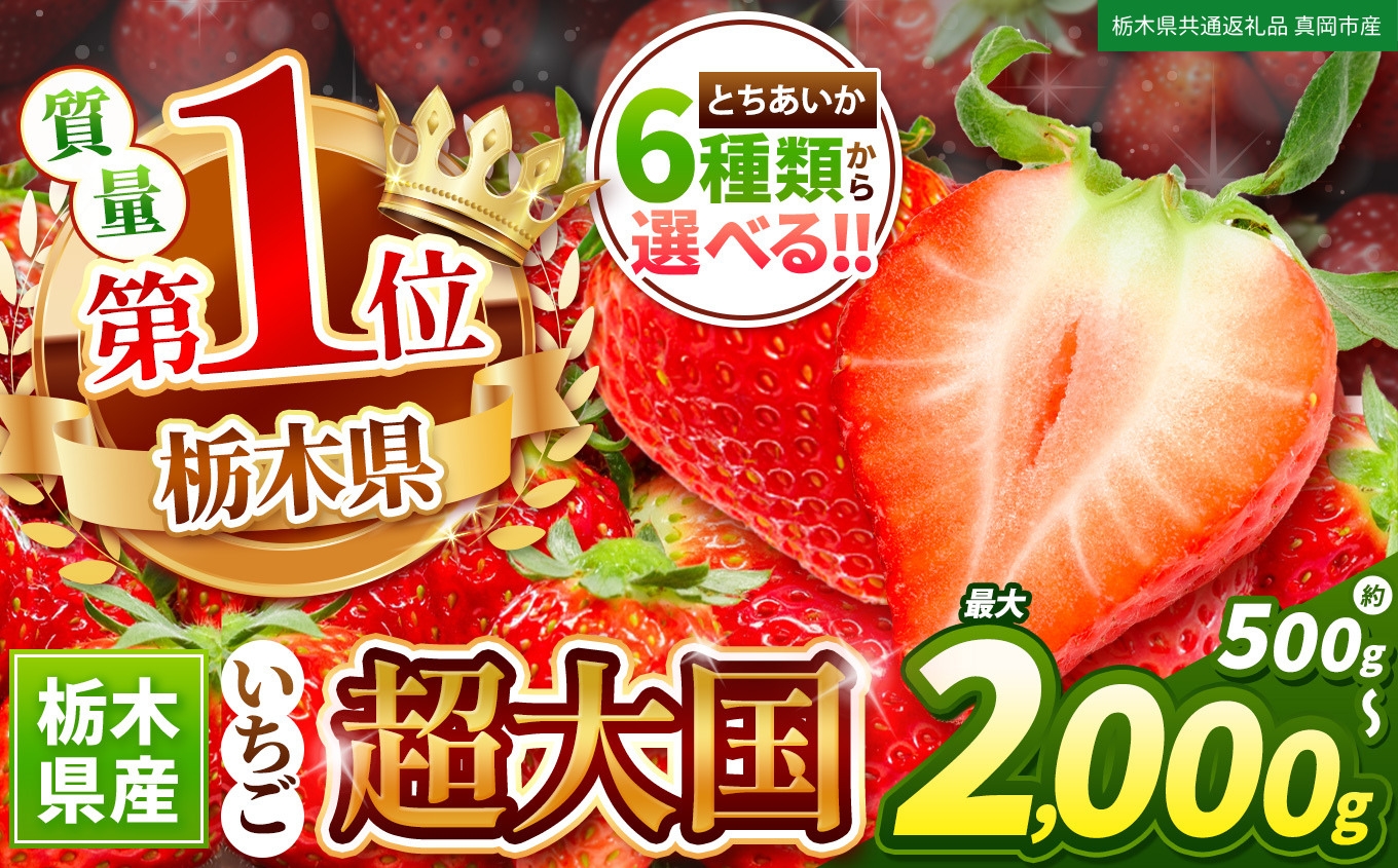 
                  苺 選べる種類(6種)・内容量！とちあいか  | 定期便 果物 フルーツ【栃木県共通返礼品 真岡市産】 栃木県 下野市 送料無料
                