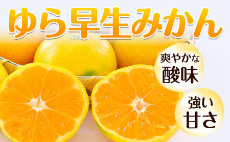 【先行予約】秀品 贈答用 ゆら 早生みかん 約 5kg (2S～2Lサイズ)  みかん