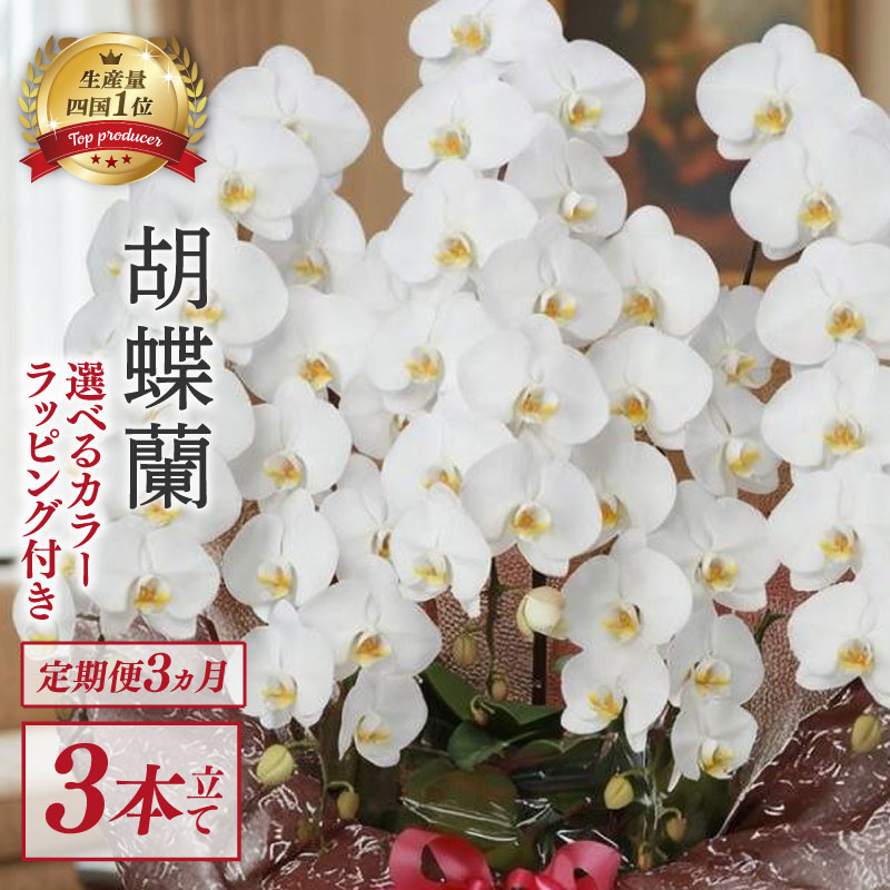 【ふるさと納税】 定期便3ヶ月 胡蝶蘭 3本立て ピンク 白 訳あり お花 花 はな 洋ラン 洋蘭 フラワー ギフト 贈り物 プレゼント お祝い 記念日 開店祝い 就任祝い 贈答 開業祝い 冠婚葬祭 フラワーアレンジメント インテリア 鑑賞 鉢 栽培 園芸 ガーデニング こちょうらん