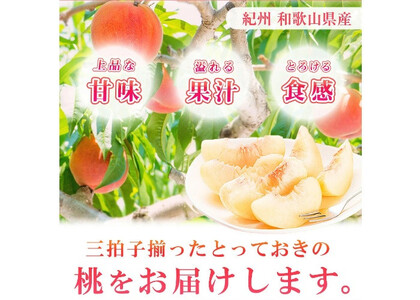 紀州和歌山産の　桃 15玉 化粧箱入 【2026年6月下旬より順次発送】【UT97】【uot780A】