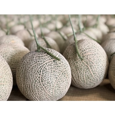 木曽岬産メロン「ラブコール」3～4玉セット　令和8年7月5日より発送