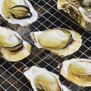 多度津町産 白方かき 電子レンジでお手軽調理　殻付きかき(加熱用)　500g×4袋【令和9年1月頃から4月頃までの期間限定出荷】【A-90】