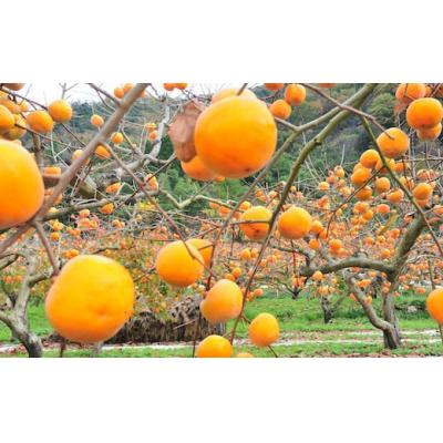 ふるさと納税 八頭町 こおげ花御所柿 2kg |  | 03