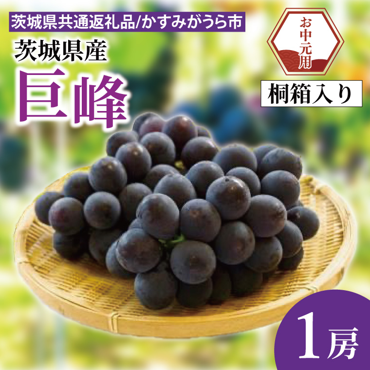 【先行予約】【お中元】巨峰 桐箱入り 1房（茨城県共通返礼品：かすみがうら市）（CD181）
