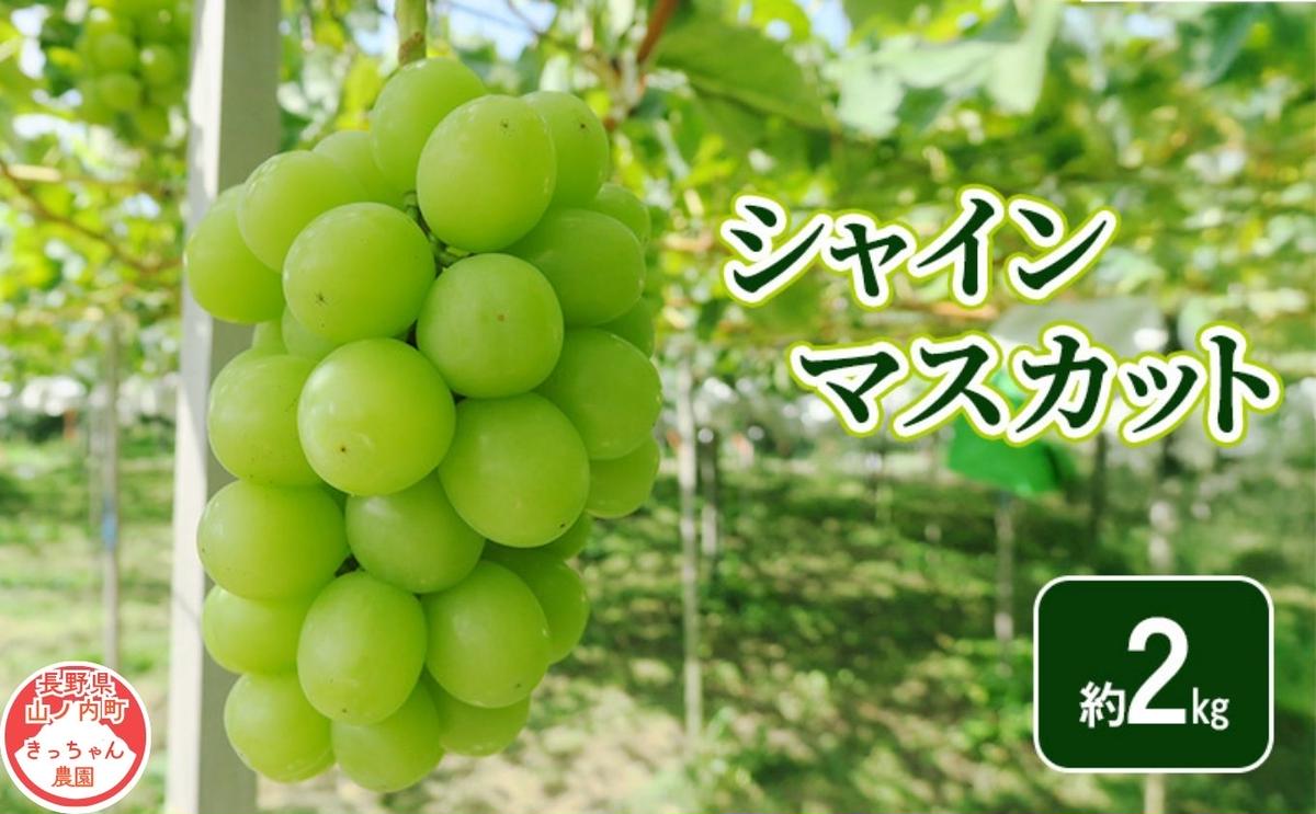 【2026年9月～発送】シャインマスカット約2kg フルーツ 長野県