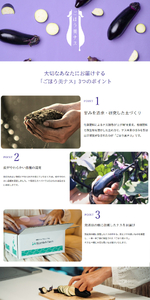 【定期便6回】野菜ソムリエサミット金賞「ごほう美ナス」 約1kg