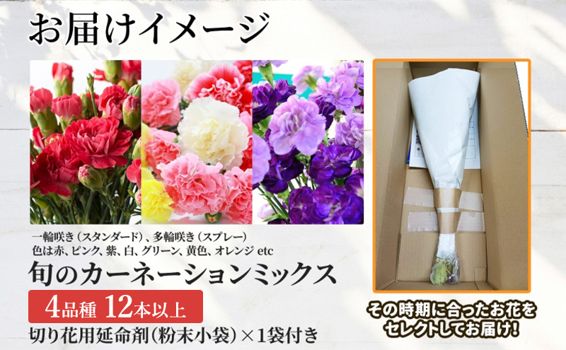 ＜2025年8月お届け＞ 北海道 カーネーション ミックス 4品種 12本以上 切り花 切花 花束 ブーケ 季節 旬 生花 フラワー アレンジメント 記念日 産地直送 つきがたふるさと花の会