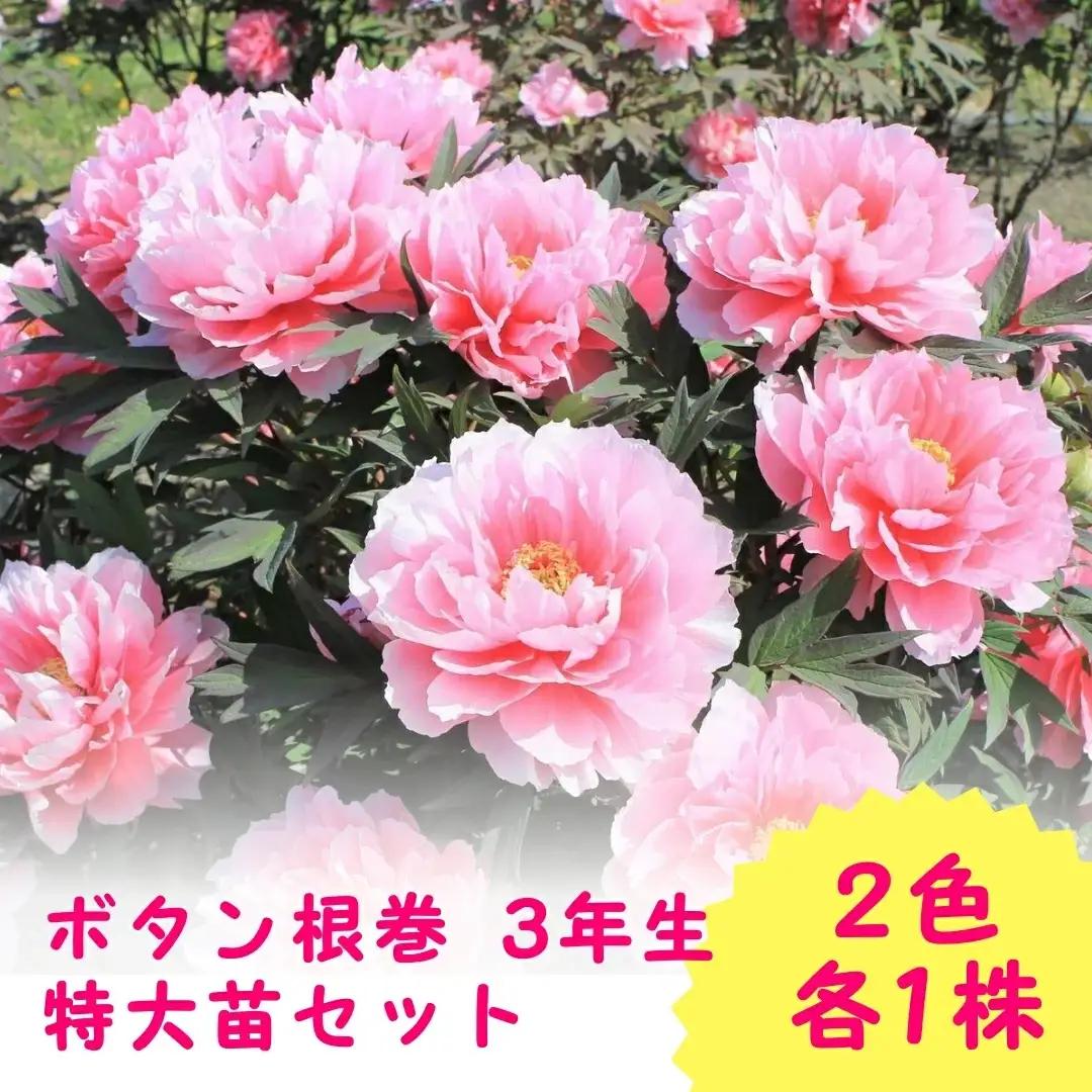 ボタン根巻 3年生 特大苗セット 2色各1株 | ボタン 五泉市 新潟県