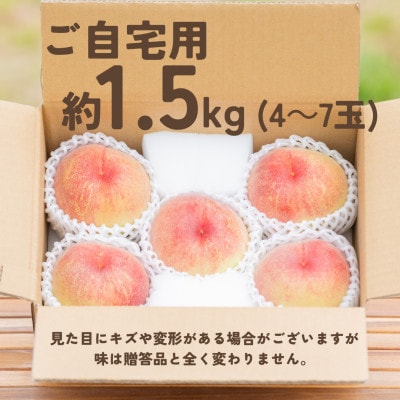 宝石のように磨かれた桃 やまなし内藤農園の白桃【ご自宅用】約1.5kg(4〜7玉)【配送不可地域：離島】【1608938】