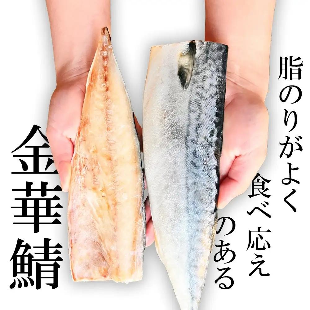 サバ 金華さば 半身20枚 無塩鯖 塩竈市 三波食品