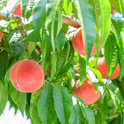 【発送月固定定期便】山梨の人気フルーツ!桃とシャインマスカットの定期便 全2回【配送不可地域：離島・沖縄県】