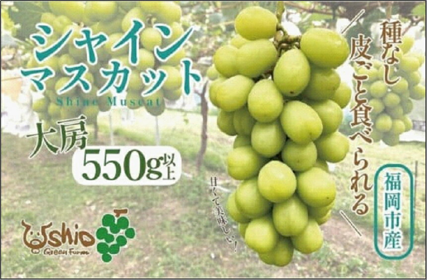 【ふるさと納税】シャインマスカット 福岡市産 550g以上 1房 【北海道・沖縄・離島配送不可】【2026年8月以降順次発送】 | 果物 フルーツ マスカット ぶどう ブドウ 葡萄 種なし くだもの 食品 人気 おすすめ 送料無料 期間限定 数量限定