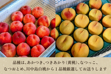 【2026年先行予約】新潟県産 厳選旬のもも 約2kg（1品種） 桃