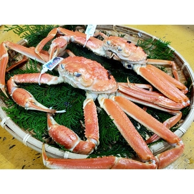 
                  松葉ガニの本場・兵庫県新温泉町　とれたて　訳あり・松葉ガニ(釜茹で・冷蔵)　1～3枚入【1149855】
                