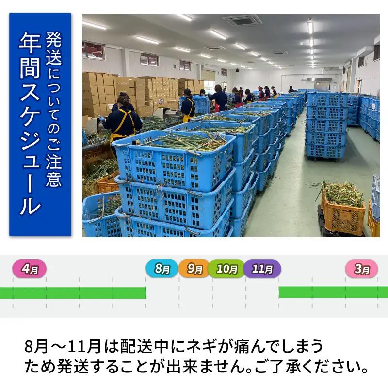 【4月～6月まで発送】青ねぎ 5kg ネギ 葱 極上 薬味 国産