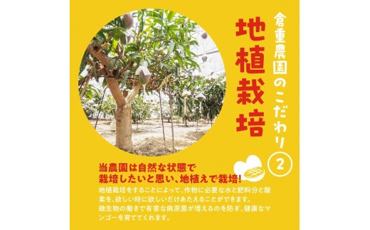 【2027年6月以降お届け】くるめで育った完熟マンゴー（3玉：約1.7kg） _ 贈答用 くるめで育った 完熟マンゴー 3玉 約 1.7kg 甘い 高糖度 地植栽培 ビタミンA トロピカル フルーツ 
