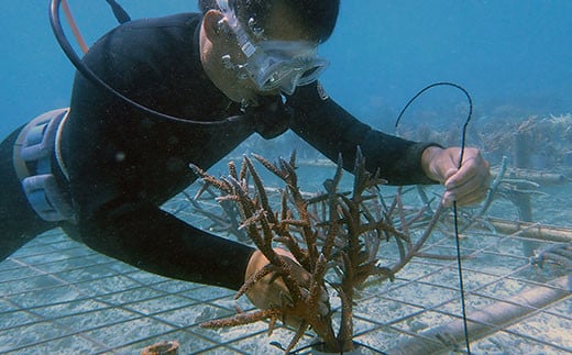 石垣の海で苗植えの様子