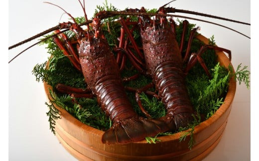 活き 特大 伊勢海老 2尾入り 約1kg 天然 伊勢エビ 海老 エビ  人気 刺身 刺し身 味噌汁 海鮮 魚介類 贈答 お祝い プレゼント 三重県 伊勢 志摩 新鮮 海鮮 お取り寄せ