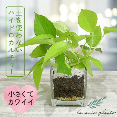【ふるさと納税】ハイドロカルチャー 観葉植物 ポトス ライム 土を使わない おしゃれなインテリアグリーン【1610627】