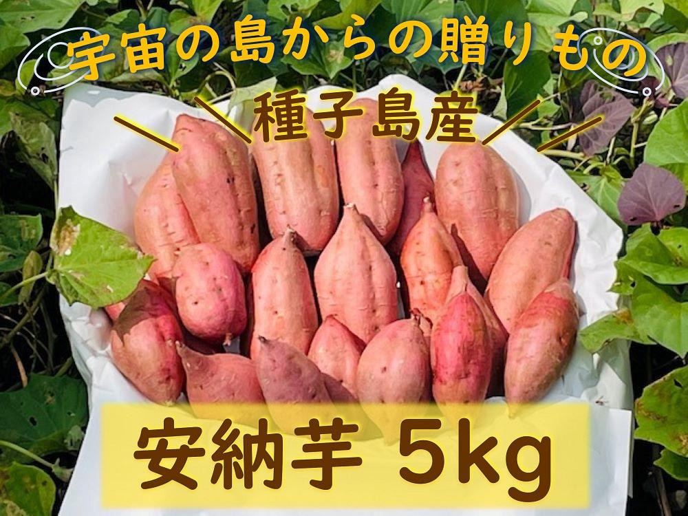 
            種子島産安納芋５kg【安納芋 安納いも 焼き芋 焼芋 やきいも さつまいも スイーツ デザート おやつ 熟成 蜜 しっとり 甘い  鹿児島県 種子島 中種子町  種子島安納 N132】
          