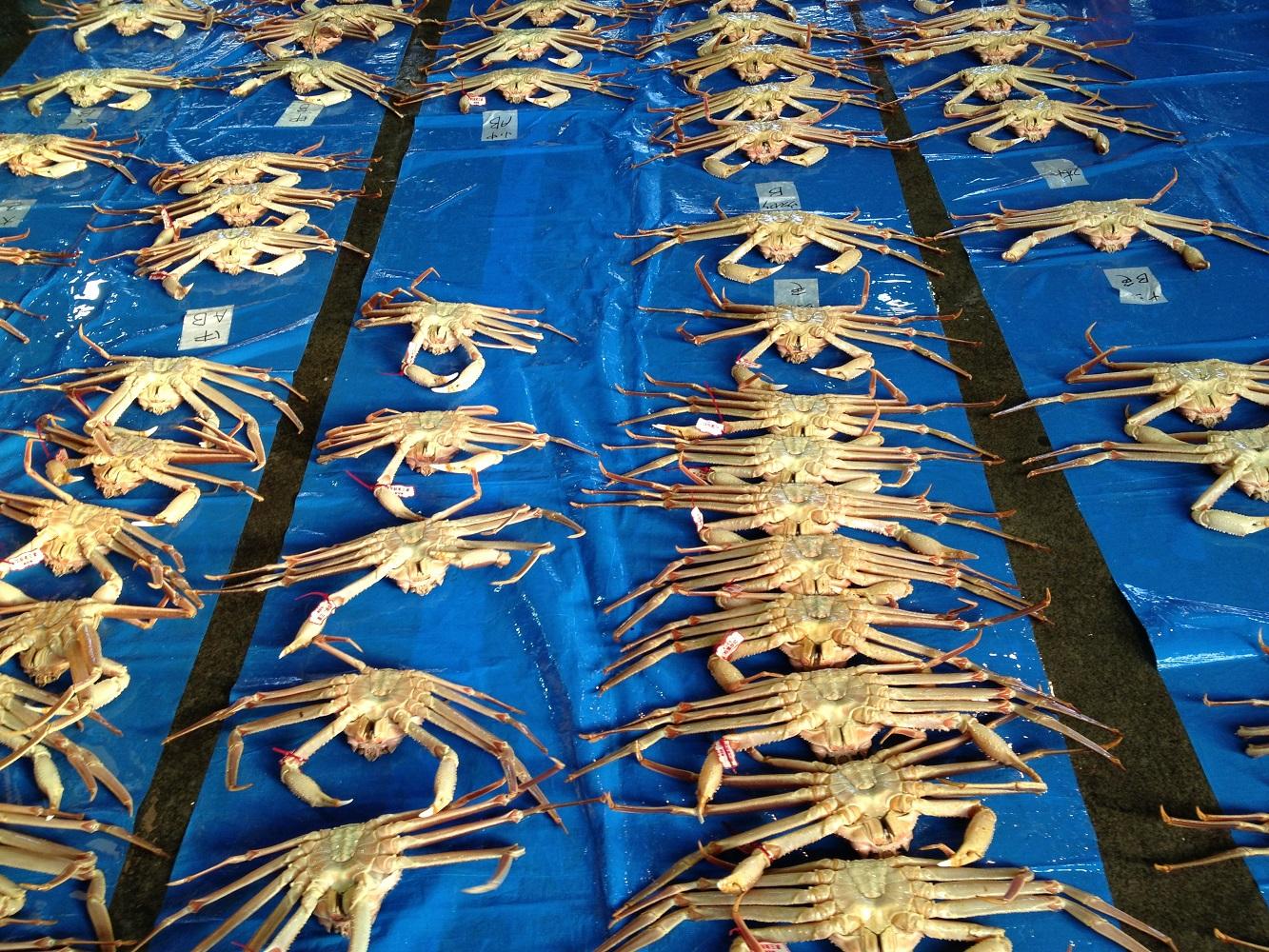 【魚倉】タグ付き生松葉ガニ(中６５０ｇ)