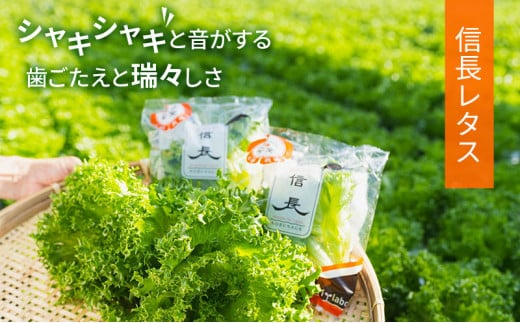 【6ヶ月定期便】美濃国やさいセット 計24袋 ｜ 野菜 野菜セット レタス フリルレタス 水耕栽培 安全 安心 衛生的 新鮮 シャキシャキ 産地直送 サラダ サンドイッチ ※離島への配送不可
