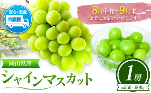 ぶどう 葡萄 岡山県産 シャインマスカット 1房 (約550g～600g) 佐々木農園《8月中旬-9月末頃出荷》岡山県 笠岡市 送料無料 マスカット フルーツ 果物 ブドウ お取り寄せフルーツ【配送不可地域あり】 st-p